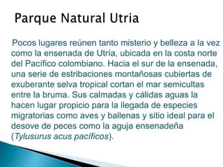 Parque Natural UtriaPocos lugares reúnen tanto misterio y belleza a la vez como la ensenada de Utría, ubicada en la costa norte del Pacífico colombiano. Hacia el sur de la ensenada, una serie de estribaciones montañosas cubiertas de exuberante selva tropical cortan el mar semicultas entre la bruma. Sus calmadas y cálidas aguas la hacen lugar propicio para la llegada de especies migratorias como aves y ballenas y sitio ideal para el desove de peces como la aguja ensenadeña (Tylusurus acus pacíficos). 
