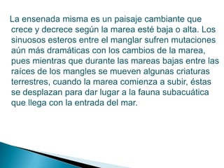   La ensenada misma es un paisaje cambiante que crece y decrece según la marea esté baja o alta. Los sinuosos esteros entre el manglar sufren mutaciones aún más dramáticas con los cambios de la marea, pues mientras que durante las mareas bajas entre las raíces de los mangles se mueven algunas criaturas terrestres, cuando la marea comienza a subir, éstas se desplazan para dar lugar a la fauna subacuática que llega con la entrada del mar. 