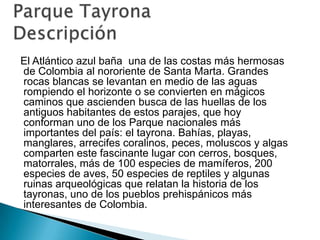 Parque Tayrona Descripción  El Atlántico azul baña  una de las costas más hermosas de Colombia al nororiente de Santa Marta. Grandes rocas blancas se levantan en medio de las aguas rompiendo el horizonte o se convierten en mágicos caminos que ascienden busca de las huellas de los antiguos habitantes de estos parajes, que hoy conforman uno de los Parque nacionales más importantes del país: el tayrona. Bahías, playas, manglares, arrecifes coralinos, peces, moluscos y algas comparten este fascinante lugar con cerros, bosques, matorrales, más de 100 especies de mamíferos, 200 especies de aves, 50 especies de reptiles y algunas ruinas arqueológicas que relatan la historia de los tayronas, uno de los pueblos prehispánicos más interesantes de Colombia. 
