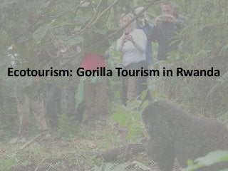 Ecotourism: Gorilla Tourism in Rwanda 
 