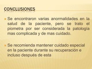 CONCLUSIONES
 Se encontraron varias anormalidades en la
salud de la paciente, pero se trato el
piometra por ser considerada la patología
mas complicada y de mas cuidado.
 Se recomienda mantener cuidado especial
en la paciente durante su recuperación e
incluso después de esta
 