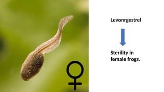 Levonrgestrel
Sterility in
female frogs.
 