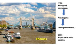 1980
Estrogenic
compounds
Vitellogenin
Transgender fishes.
2005
Hyperactive eels-
cocaine.
Thames
 
