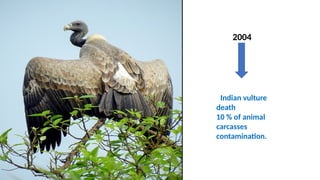 2004
Indian vulture
death
10 % of animal
carcasses
contamination.
 