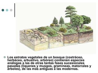 Los estratos vegetales de un bosque (costráceo, herbáceo, arbustivo, arbóreo) contienen especies análogas a las de otras tantas fases sucesionales pasadas (líquenes y musgos, gramíneas, matorrales y árboles), de las más antiguas a las modernas.   