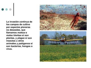 La invasión continua de los campos de cultivo por especies pioneras no deseadas, que llamamos  maleza  o  malas hierbas  si son plantas, y  plagas  si son insectos u otros animales y  patógenos  si son bacterias, hongos o virus.  