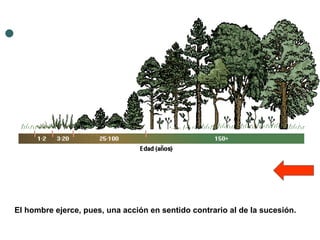 El hombre ejerce, pues, una acción en sentido contrario al de la sucesión.   