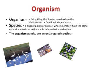 Organism- Species - a class of plants or animals whose members have the same main characteristics and are able to breed with each otherThe organism panda, are an endangered species. Organisma living thing that has (or can develop) the ability to act or function independently 