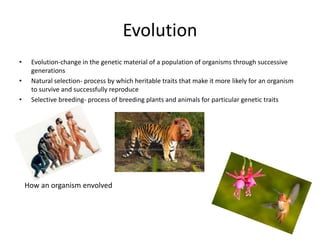 EvolutionEvolution-change in the genetic material of a population of organisms through successive generationsNatural selection- process by which heritable traits that make it more likely for an organism to survive and successfully reproduce Selective breeding- process of breeding plants and animals for particular genetic traitsHow an organism envolved