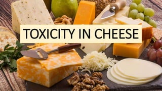 TOXICITY IN CHEESE
 
