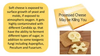 Soft cheese is exposed to
surface growth of yeast and
molds, if exposed to
atmospheric oxygen. It gets
highly contaminated with
different Candida sp. that
have the ability to ferment
different types of sugar, in
addition to some toxigenic
fungi including Aspergillus,
Peculium and Fusarium.
 