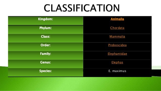 Asian Elephant Classification Chart