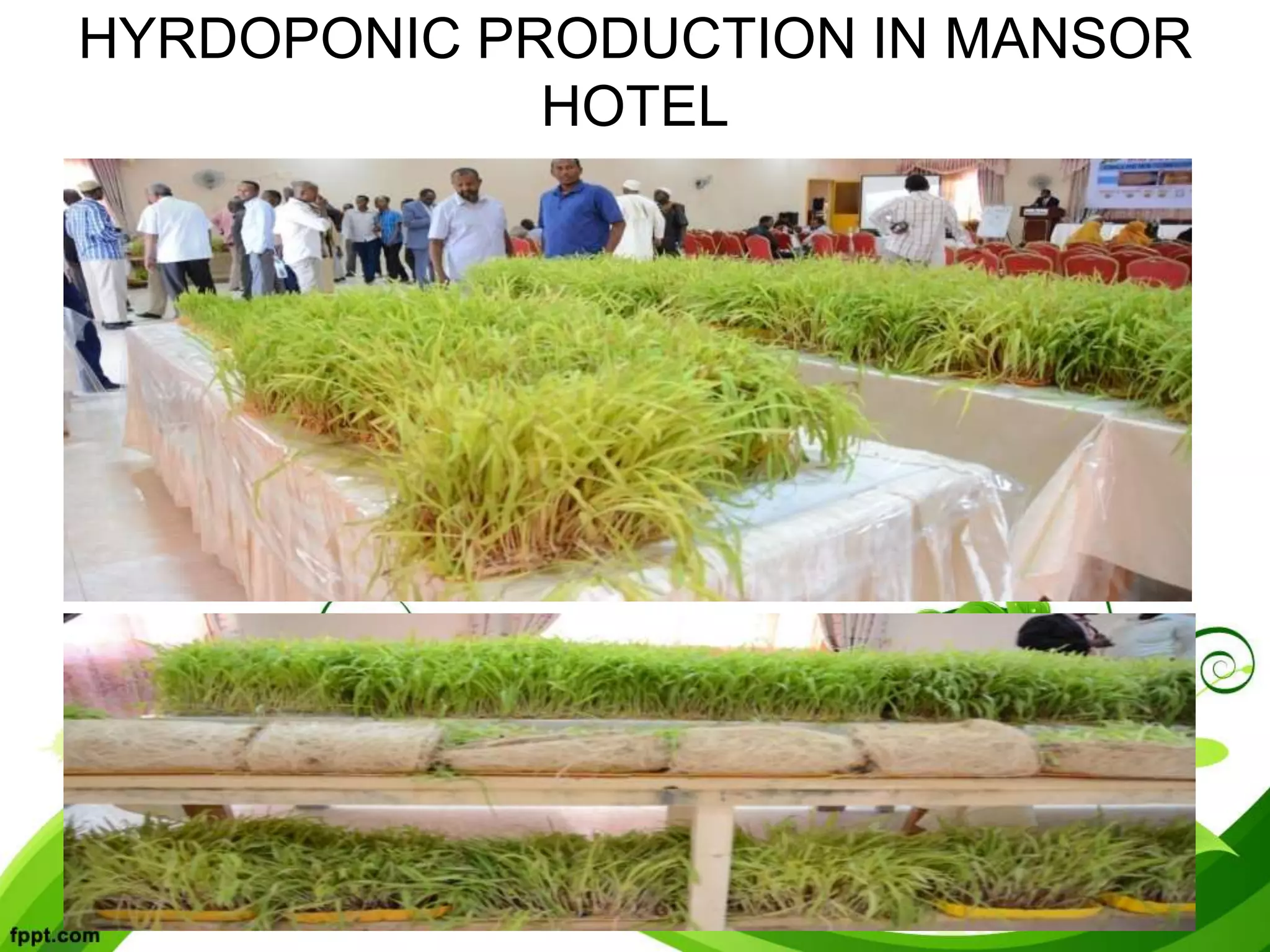 HYRDOPONIC PRODUCTION IN MANSOR
HOTEL
 