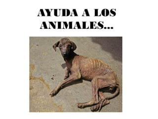AYUDA A LOS
ANIMALES...