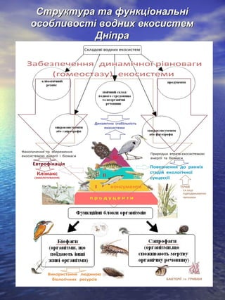 Структура та функціональніСтруктура та функціональні
особливості водних екосистемособливості водних екосистем
ДніпраДніпра
 