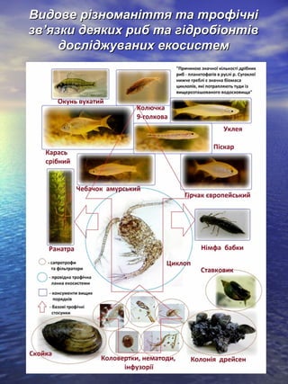 Видове різноманіття та трофічніВидове різноманіття та трофічні
звзв’’язки деяких риб та гідробіонтівязки деяких риб та гідробіонтів
досліджуваних екосистемдосліджуваних екосистем
 