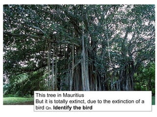 This tree in Mauritius But it is totally extinct, due to the extinction of a bird  Qn.  Identify the bird 