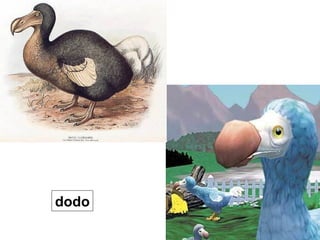 dodo 
