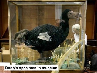 Dodo’s specimen in museum 
