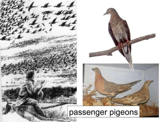 passenger pigeons 