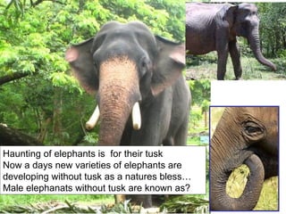 Haunting of elephants is  for their tusk Now a days new varieties of elephants are developing without tusk as a natures bless… Male elephanats without tusk are known as? 