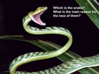 Which is the snake? What is the main reason for the loss of them? [email_address] 