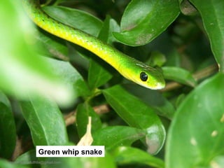 Green whip snake [email_address] 