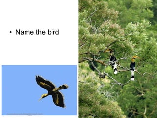 Name the bird [email_address] 