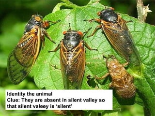 Identity the animal Clue: They are absent in silent valley so that silent valeey is ‘silent’ [email_address] 