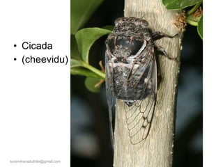 Cicada  (cheevidu) [email_address] 