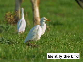 Identify the bird [email_address] 