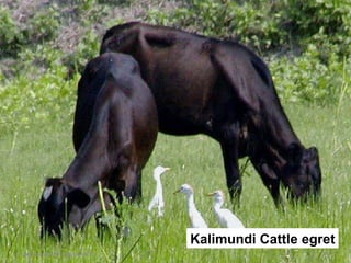 Kalimundi Cattle egret [email_address] 