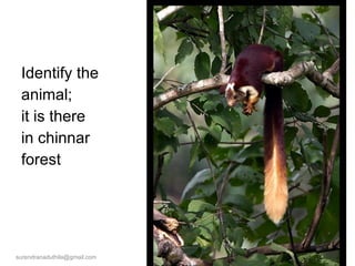 Identify the  animal;  it is there  in chinnar forest [email_address] 