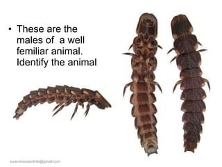 These are the males of  a well femiliar animal.  Identify the animal [email_address] 