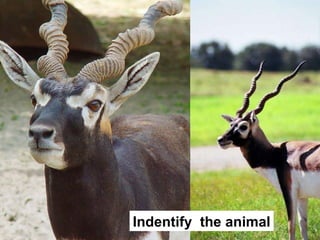 Indentify  the animal 