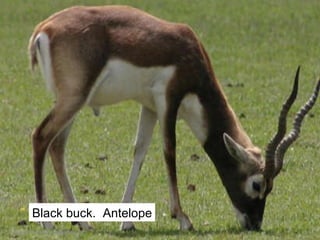 Black buck.  Antelope [email_address] 