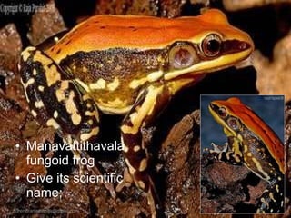 Manavattithavala, fungoid frog Give its scientific name; [email_address] 