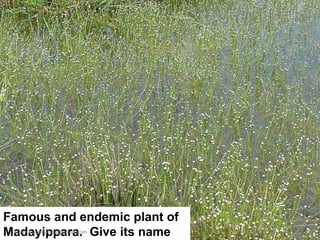 Famous and endemic plant of Madayippara.  Give its name [email_address] 
