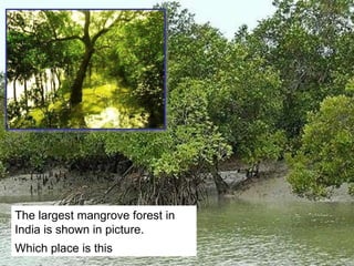 The largest mangrove forest in India is shown in picture.  Which place is this 