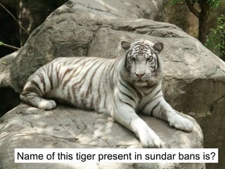 Name of this tiger present in sundar bans is? 