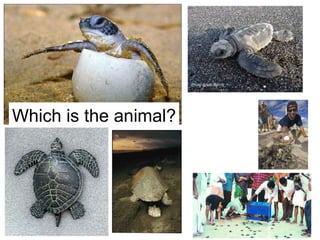 Which is the animal? 