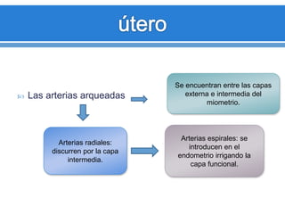  Las arterias arqueadas
Se encuentran entre las capas
externa e intermedia del
miometrio.
Arterias radiales:
discurren por la capa
intermedia.
Arterias espirales: se
introducen en el
endometrio irrigando la
capa funcional.
 