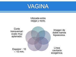 Ubicada entre
vejiga y recto.
Imagen de
doble banda
hipoecoica.
Línea
cavitaria
ecogénica.
Espesor : 10
– 15 mm.
Corte
transversal:
ovalo muy
aplanado.
 