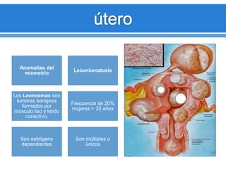 Anomalías del
miometrio
Leiomiomatosis
Los Leomiomas son
tumores benignos
formados por
músculo liso y tejido
conectivo.
Frecuencia de 20%
mujeres > 35 años
Son estrógeno
dependientes
Son múltiples o
únicos
 
