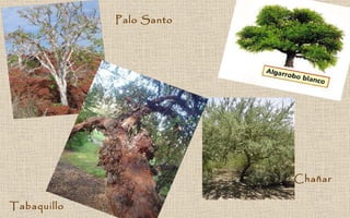 Palo Santo Chañar Tabaquillo 