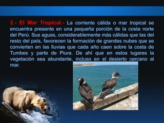 2.- El Mar Tropical.-