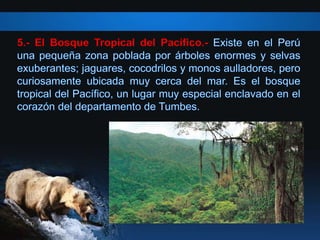 5.- El Bosque Tropical del Pacífico.-