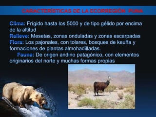 CARACTERÍSTICAS DE LA ECORREGIÓN PUNA