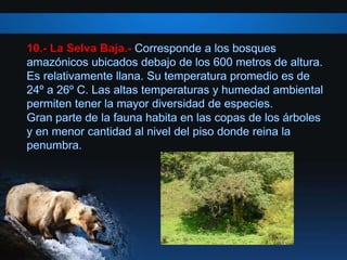 10.- La Selva Baja.-