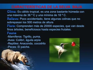 CARACTERÍSTICAS DE LA SELVA BAJA